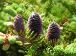 puple pine cones